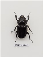 藏品(鬼艷鍬形蟲)的圖片